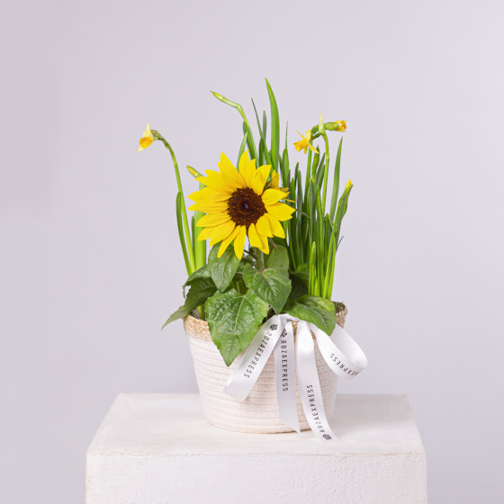 заказать букет Весенняя композиция 20