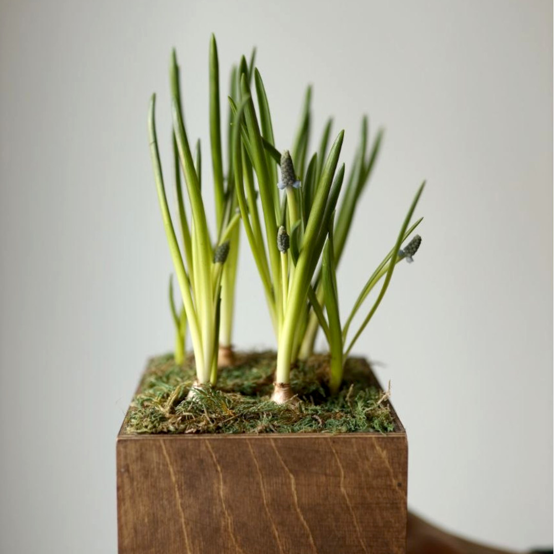 заказать букет Композиция с мускари в деревянном ящике