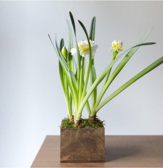 заказать букет Нарциссы в деревянном ящике
